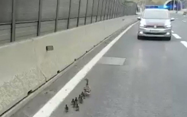 Austria: Idą kaczki, autostrada zamknięta