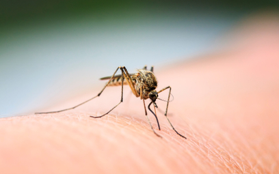 Do Finlandii może docierać coraz więcej gatunków komarów