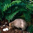 Kiwi z Wyspy Północnej strzegą gatunku, jak mogą