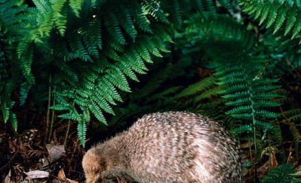 Kiwi z Wyspy Północnej strzegą gatunku, jak mogą