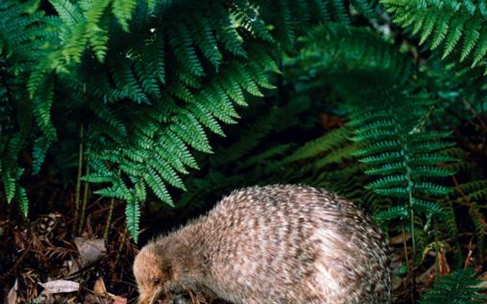 Kiwi z Wyspy Północnej strzegą gatunku, jak mogą