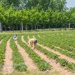 Koronawirus: wytyczne dla gospodarstw zatrudniających cudzoziemców do prac sezonowych
