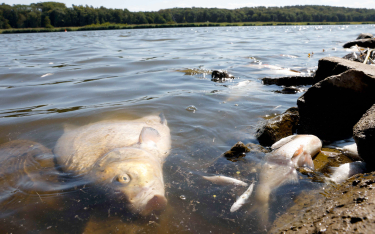 Latem 2022 r. wyłowiono z Odry około 250 ton śniętych ryb. Pierwsze masowe śnięcia zanotowano w poło