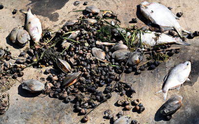 Śnięte ryby wyrzucone na brzeg przez Odrę