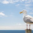 Australia: Mewy roznoszą po kraju superbakterie