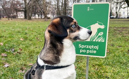 Radna wnioskuje do prezydenta o ostrzejsze egzekwowanie kar za niesprzątanie po psach