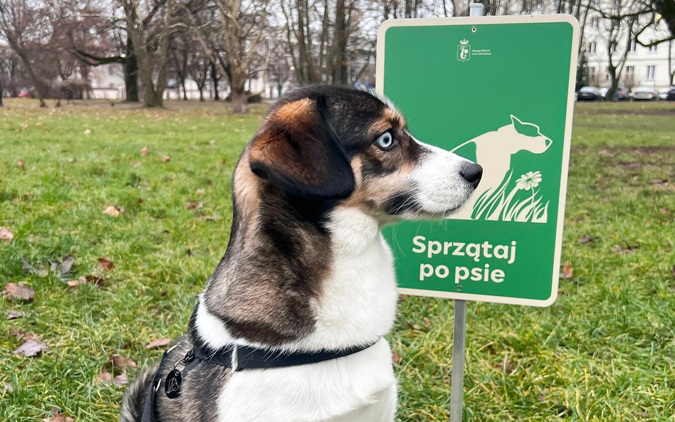 Radna wnioskuje do prezydenta o ostrzejsze egzekwowanie kar za niesprzątanie po psach