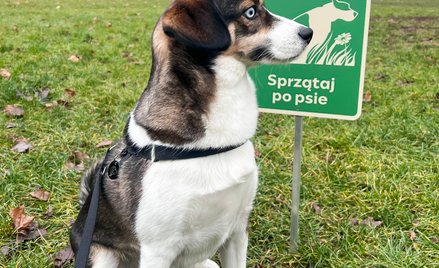 Stołeczna radna wnioskuje do prezydenta o ostrzejsze egzekwowanie kar za niesprzątanie po psach