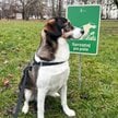 Stołeczna radna wnioskuje do prezydenta o ostrzejsze egzekwowanie kar za niesprzątanie po psach