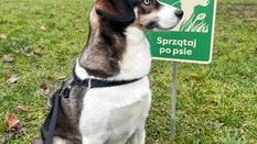 Stołeczna radna wnioskuje do prezydenta o ostrzejsze egzekwowanie kar za niesprzątanie po psach