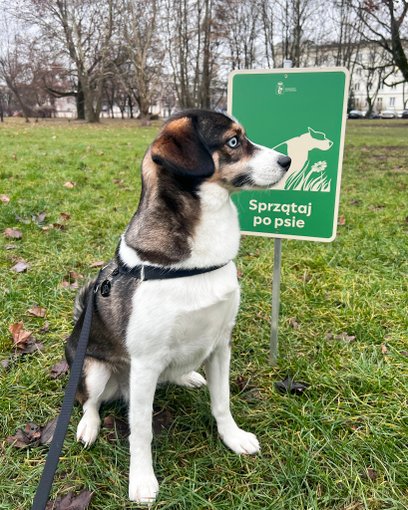 Radna wnioskuje do prezydenta o ostrzejsze egzekwowanie kar za niesprzątanie po psach