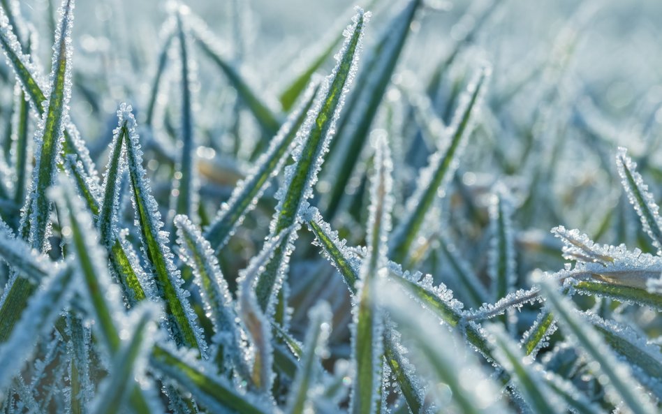 IMGW prognozuje spadek temperatury powietrza do około -2 stopni Celsjusza, przy gruncie do -5 st. C.