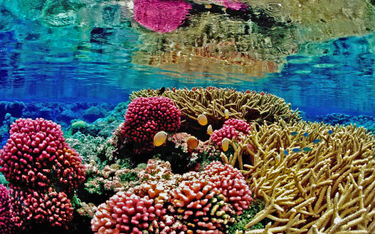 Upały zabijają rafę koralową znacznie szybciej niż sądzono