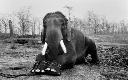 50-letni słoń w Parku Narodowym Chitwan został zakuty w łańcuchy, gdyż zabił pięciu żołnierzy.