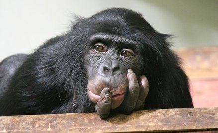 USA: Szympans bez praw człowieka