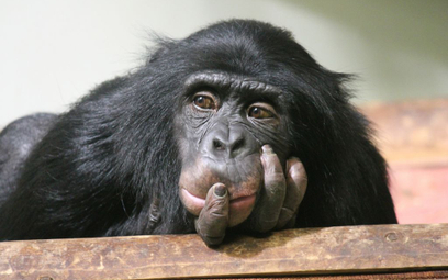 USA: Szympans bez praw człowieka