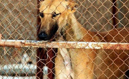 Eksperci pomogą NIK w kontrolach dotyczących ochrony zwierząt