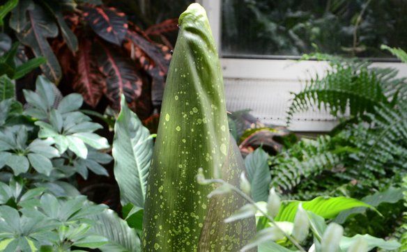 Dziwidło olbrzymie wkrótce znów zakwitnie