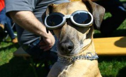 Czy leci z nami pies?