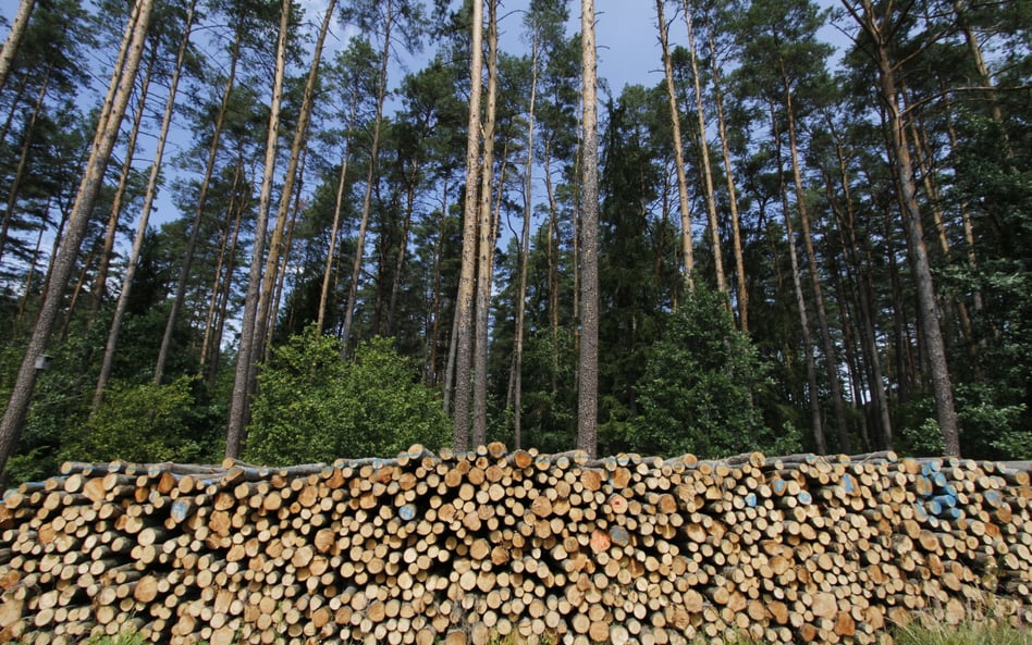 Lasy Państwowe przyjęły nowe zasady sprzedaży drewna przedsiębiorcom z branży drzewnej