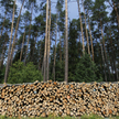 Rząd chce zatrzymać eksport drewna