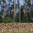 PiS znów straszy prywatyzacją lasów