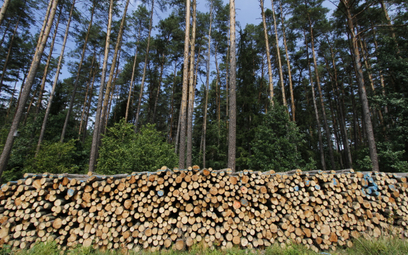 PiS znów straszy prywatyzacją lasów