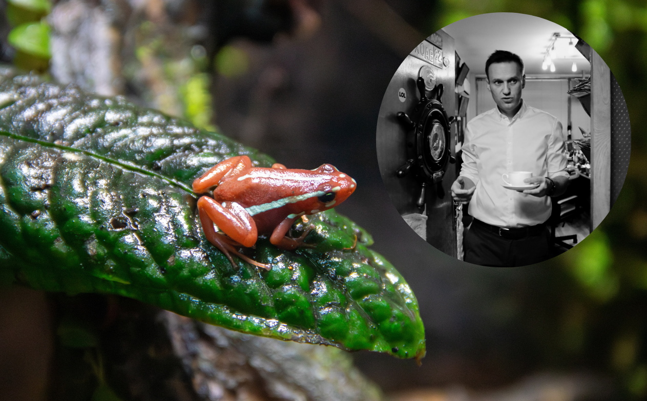 Tym otruto Aleksieja Nawalnego. Czym jest toksyna żaby drzewołazowatej?