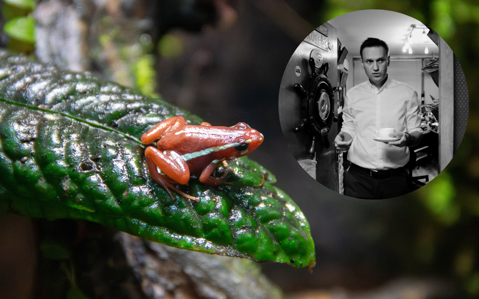 W próbkach pobranych z ciała Aleksieja Nawalnego wykryto obecność epibatydyny