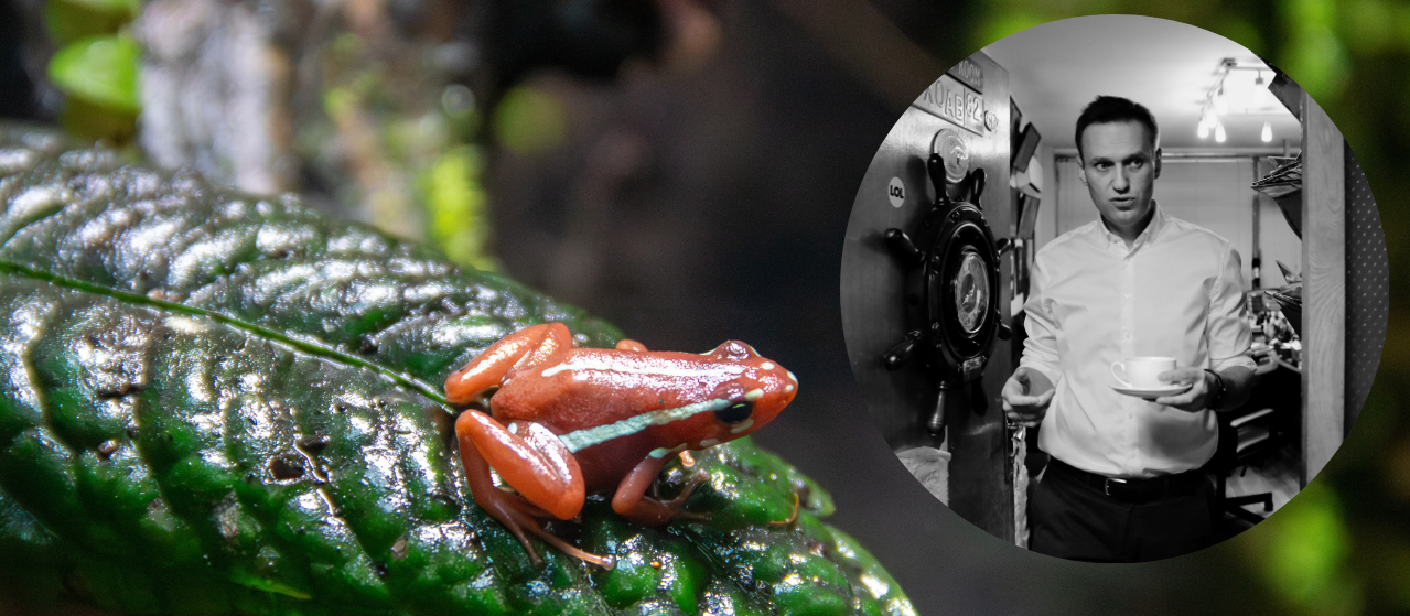 Tym otruto Aleksieja Nawalnego. Czym jest toksyna żaby drzewołazowatej?