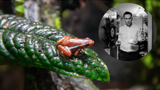 W próbkach pobranych z ciała Aleksieja Nawalnego wykryto obecność epibatydyny