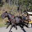 Dojazd nad Morskie Oko. Meleksy nie mogły zastąpić koni