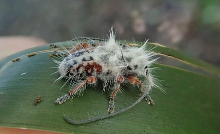 Nowy chrząszcz Australii - Excastra albopilosa