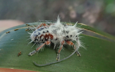Nowy chrząszcz Australii - Excastra albopilosa