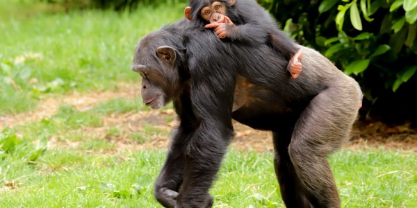 Ludzki nadgarstek może skrywać tajemnicę ewolucji człowieka