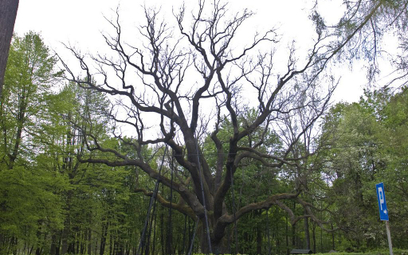 „Bartek” – choć to najsłynniejsze drzewo w kraju, nie jest nawet najstarszym dębem.