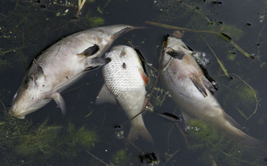 Tysiące śniętych ryb w jeziorze pod Gorzowem