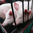Białoruś nie chce unijnej wieprzowiny