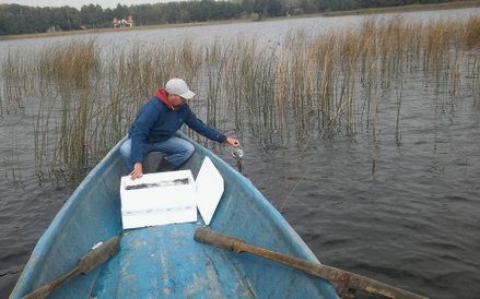 Zarybianie węgorzami Jeziora Mikołajskiego.