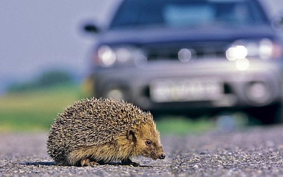 Nieostrożni kierowcy mogą wjeżdżać na zwierzęta szukające nocą pokarmu