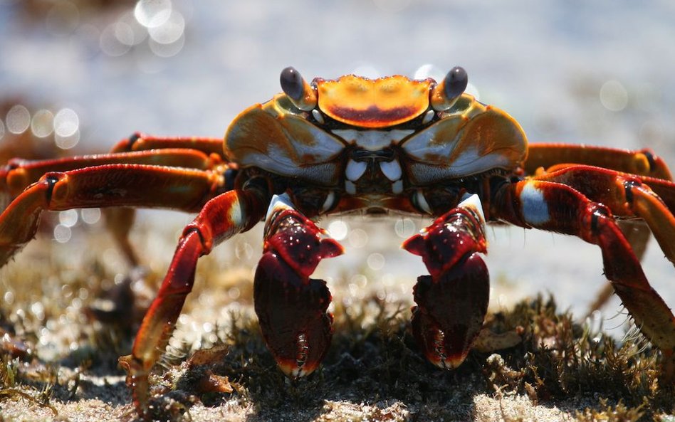 „Błękitna Planeta II”, odcinek 6