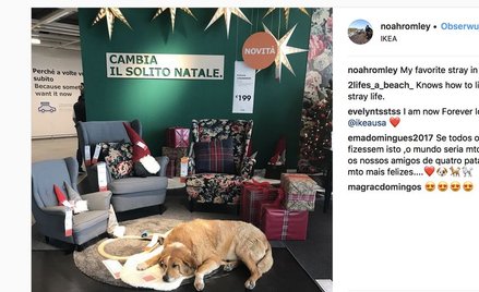 IKEA otwiera drzwi bezdomnym psom