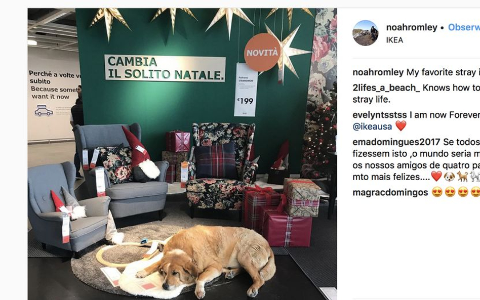IKEA otwiera drzwi bezdomnym psom