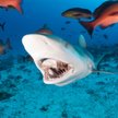 Lipiec „Miesiącem z rekinami” na National Geographic Wild