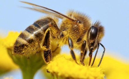 Za znikanie pszczół naukowcy winią pestycydy nowej klasy