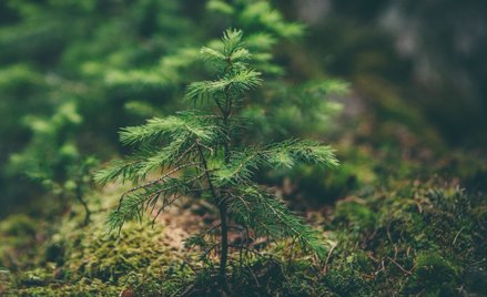 Sadzenie drzew to wymówka. Koi sumienia, nie ratuje klimatu