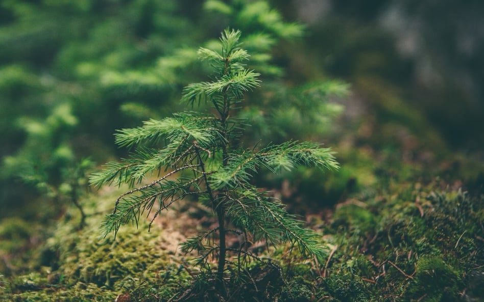 Sadzenie drzew to wymówka. Koi sumienia, nie ratuje klimatu