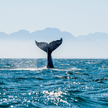 Boje dostarczą dźwięk wielorybów i zapobiegną kolizji ze statkami.