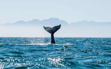 Boje dostarczą dźwięk wielorybów i zapobiegną kolizji ze statkami.