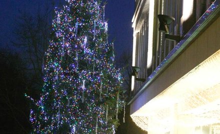 Zielono przed Świętami